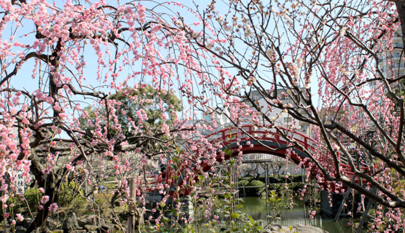 亀戸天神社の梅