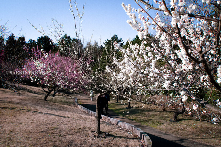 神奈川県小田原市にある「小田原フラワーガーデン」の渓流の梅園で撮影した梅