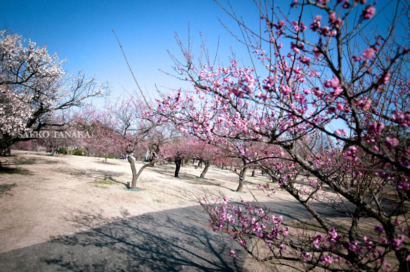 神奈川県小田原市にある「小田原フラワーガーデン」の渓流の梅園で撮影した梅