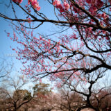 神奈川県小田原市にある「小田原フラワーガーデン」の渓流の梅園で撮影した梅