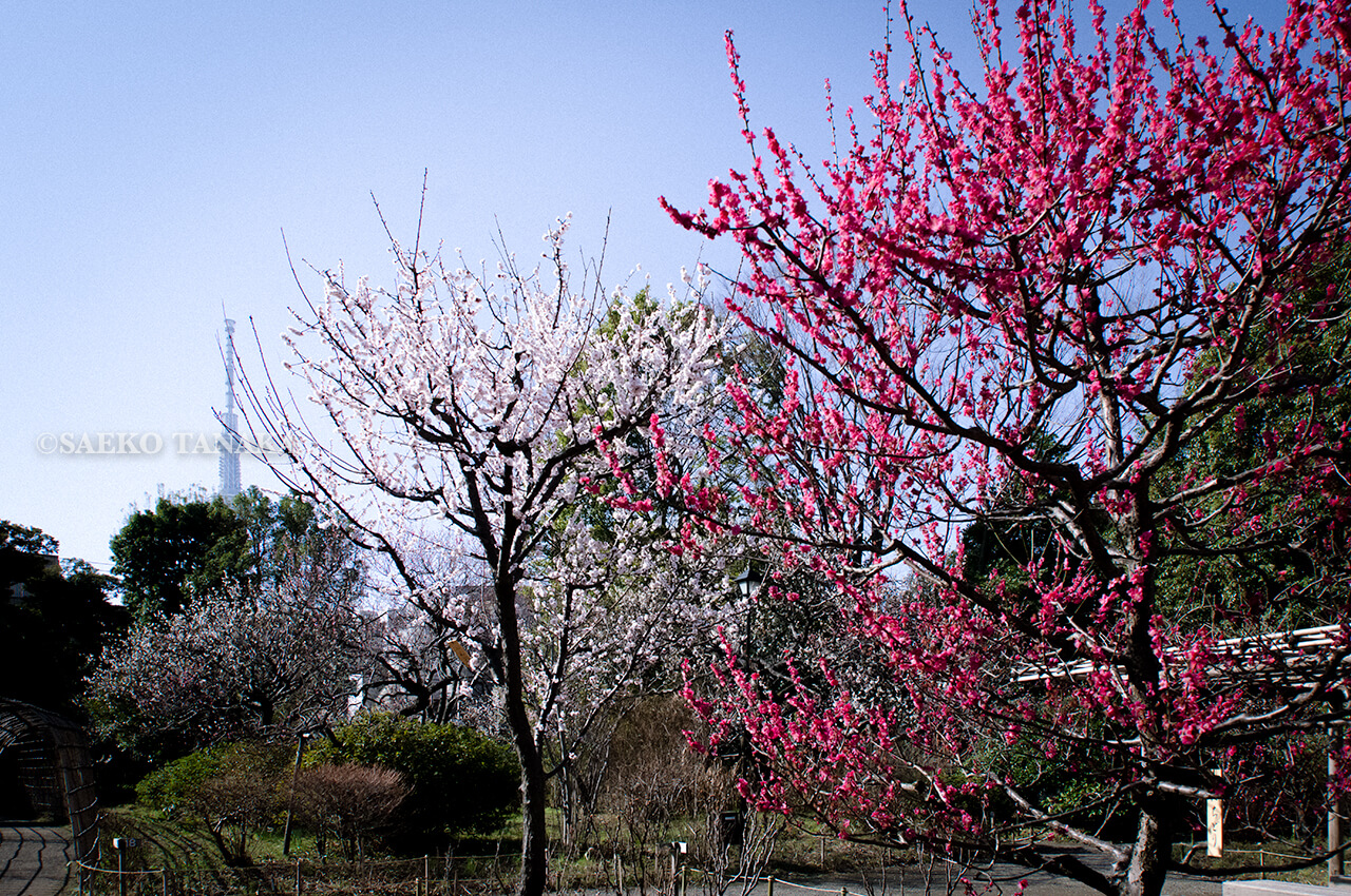 満開の紅梅白梅とともに東京スカイツリーが楽しめる東京の梅名所のひとつ、向島百花園