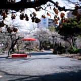 満開の紅梅白梅が楽しめる東京の梅名所のひとつ、向島百花園