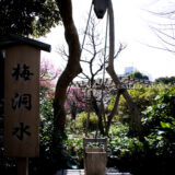 満開の紅梅白梅が楽しめる東京の梅名所のひとつ、向島百花園の梅洞水