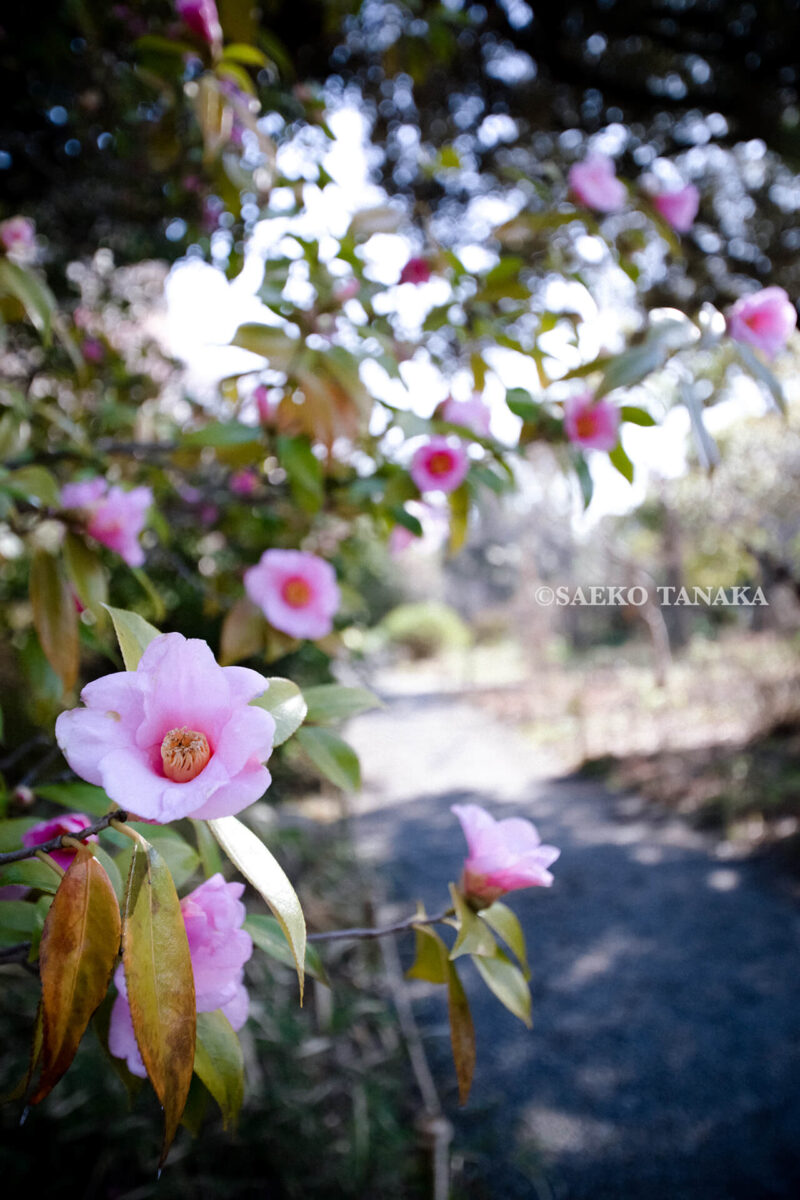 満開の紅梅白梅やツバキ・ハギ・フジ・アヤメなど多くの花が楽しめる東京の梅名所のひとつ、向島百花園