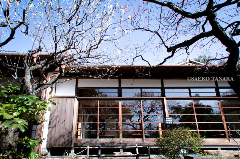 満開の紅梅白梅が楽しめる東京の梅名所のひとつ、向島百花園