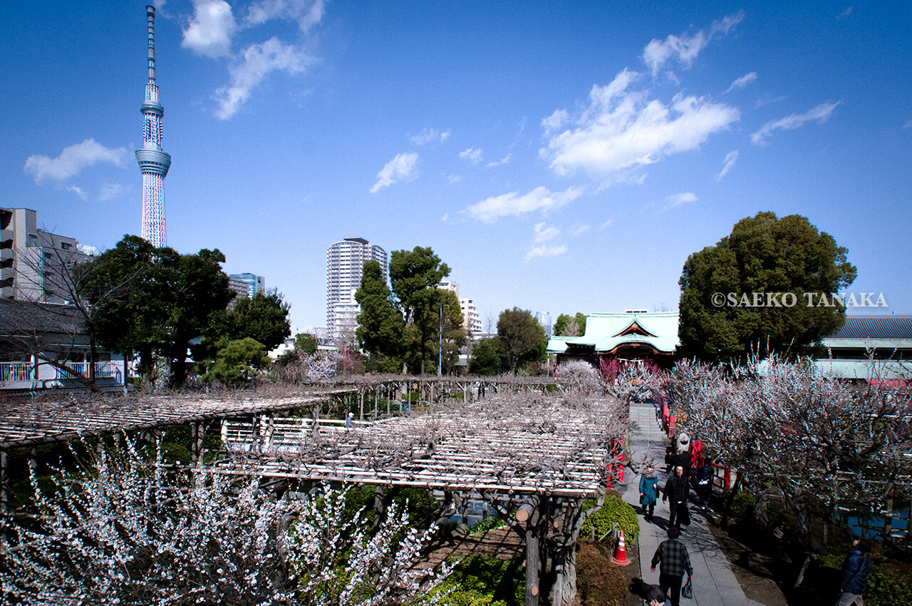 満開の紅梅白梅が楽しめる東京の梅名所、亀戸天神社と東京スカイツリー