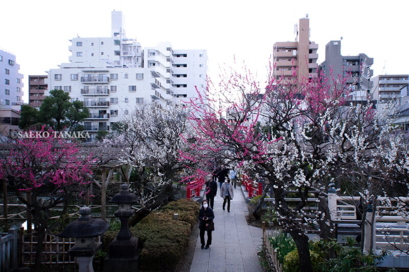 満開の紅梅白梅が楽しめる東京の梅名所、亀戸天神社