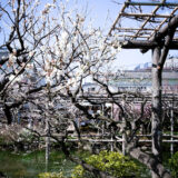 満開の紅梅白梅が楽しめる東京の梅名所、亀戸天神社の梅と藤棚