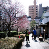 満開の紅梅白梅が楽しめる東京の梅名所、亀戸天神社