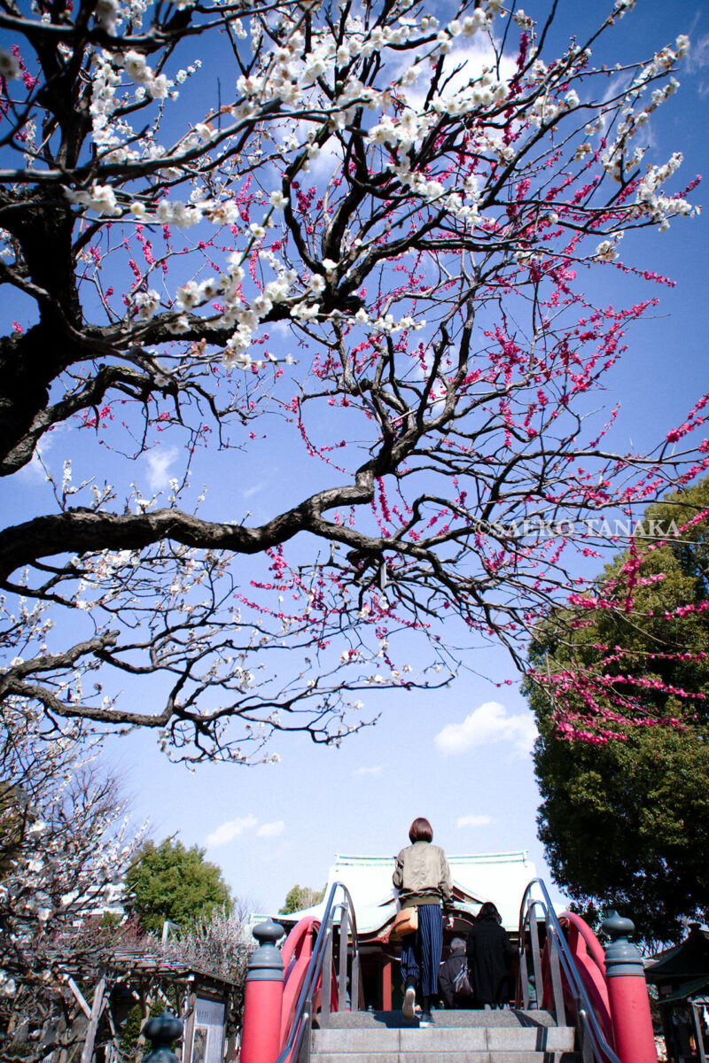 満開の紅梅白梅が楽しめる東京の梅名所、亀戸天神社の朱塗りの太鼓橋