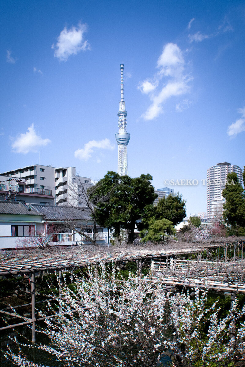 満開の紅梅白梅が楽しめる東京の梅名所、亀戸天神社と東京スカイツリー