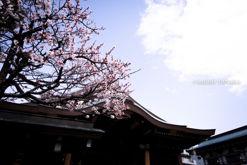 満開の紅梅白梅が楽しめる東京の梅名所、湯島天神/湯島天満宮の本殿と梅