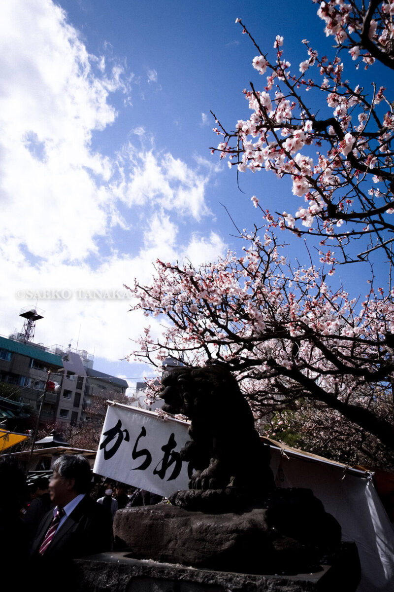 満開の紅梅白梅が楽しめる東京の梅名所、湯島天神/湯島天満宮の狛犬と梅
