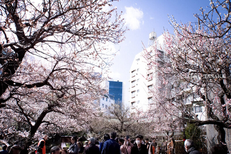 満開の紅梅白梅が楽しめる東京の梅名所、湯島天神/湯島天満宮