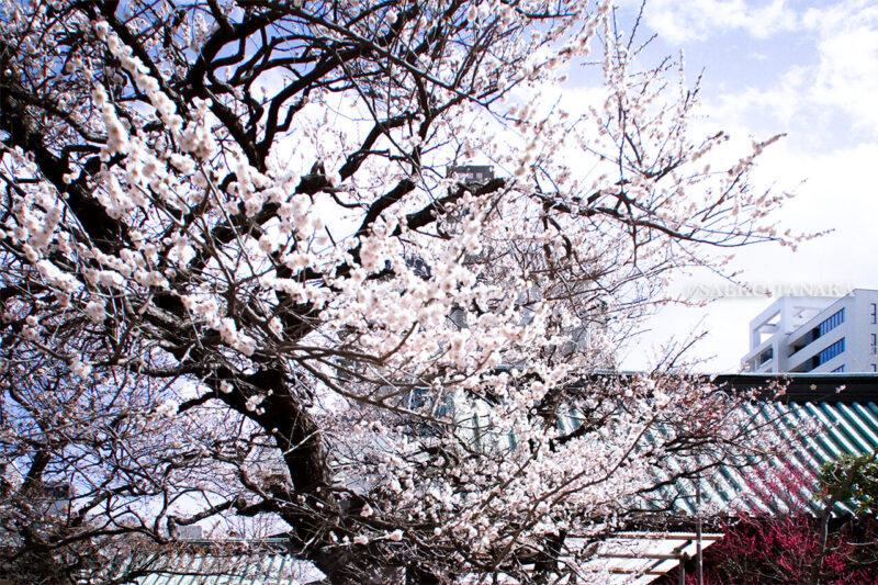 満開の紅梅白梅が楽しめる東京の梅名所、湯島天神/湯島天満宮