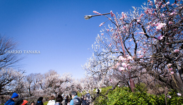 【東京カメラ散歩梅特集】羽根木公園／小高い丘で出会う日本の美しい風景