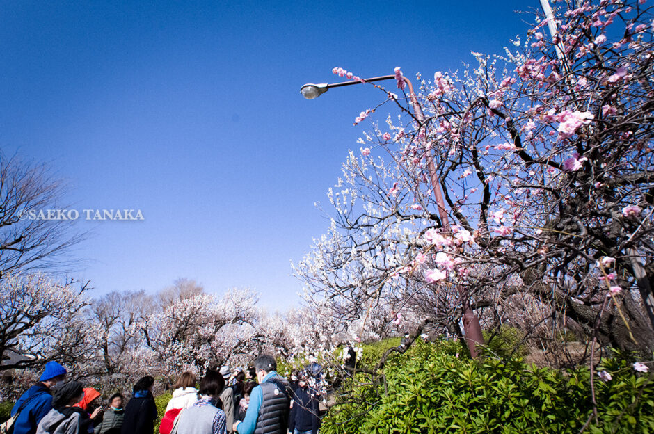 満開の紅梅白梅が楽しめる東京の梅名所、羽根木公園