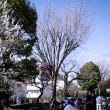 満開の紅梅白梅が楽しめる東京の梅名所、羽根木公園