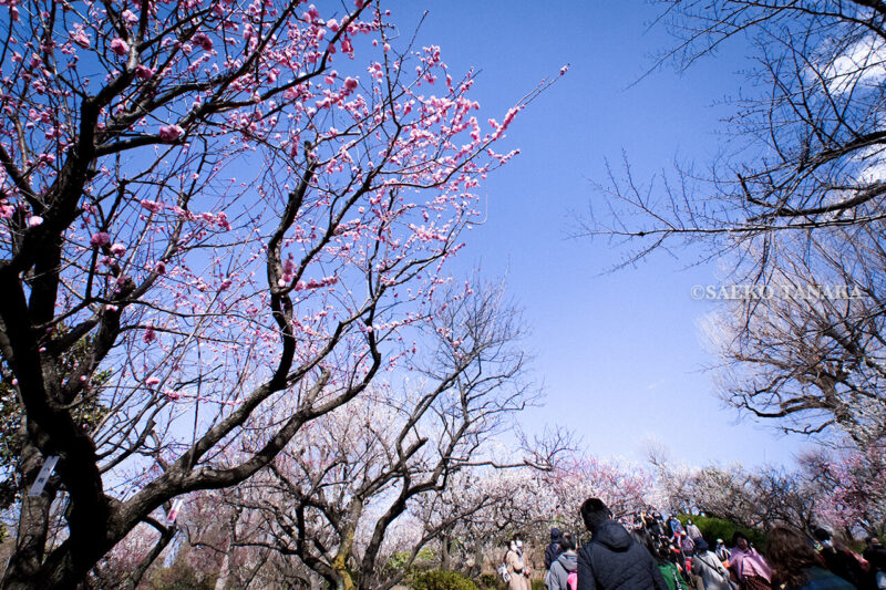 満開の紅梅白梅が楽しめる東京の梅名所、羽根木公園
