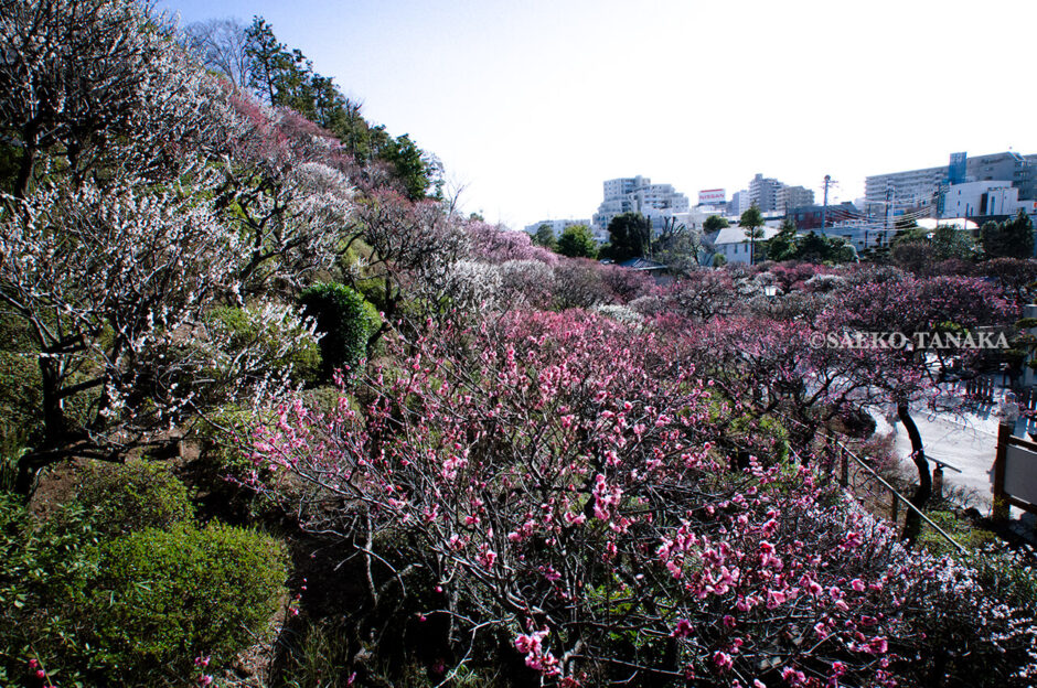 満開の紅梅白梅が楽しめる東京の梅名所、池上梅園