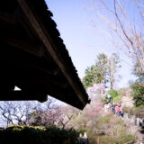 満開の紅梅白梅が楽しめる東京の梅名所、池上梅園