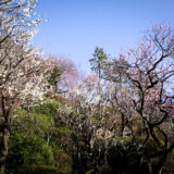 満開の紅梅白梅が楽しめる東京の梅名所、池上梅園