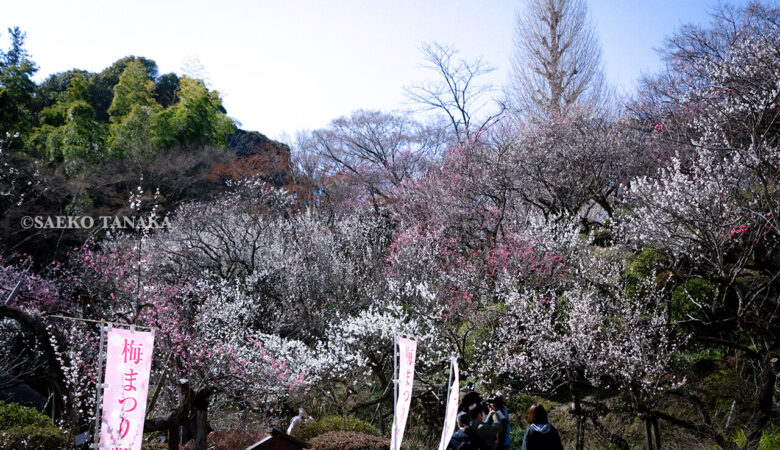 【東京カメラ散歩梅特集】京王百草園／趣きある梅の名園とパワースポット