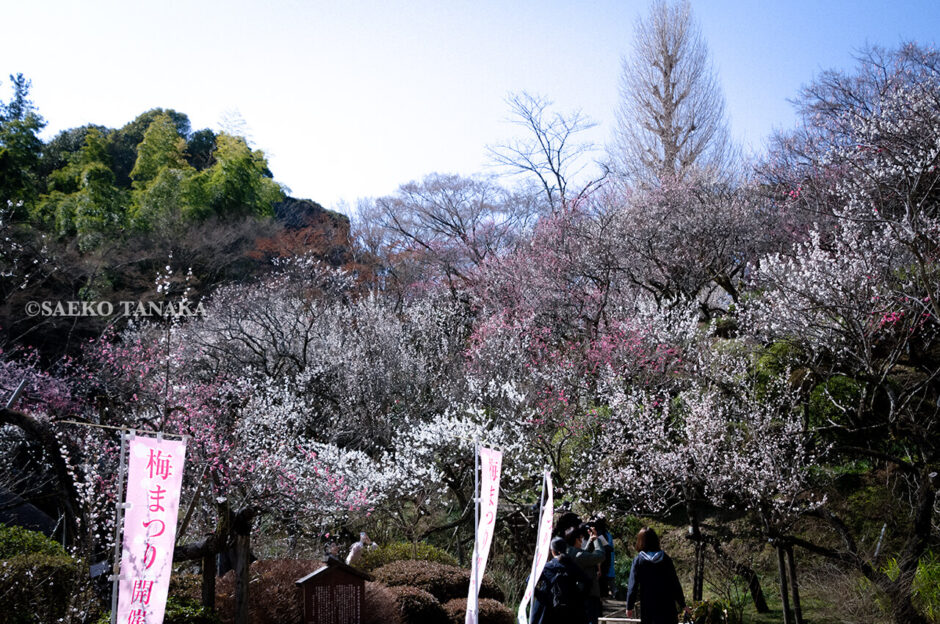 満開の紅梅白梅が楽しめる東京の梅名所、京王百草園
