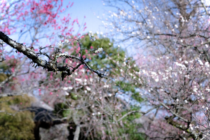 満開の紅梅白梅が楽しめる東京の梅名所、京王百草園