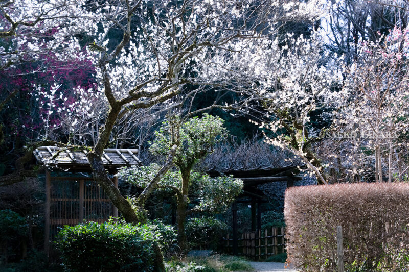満開の紅梅白梅が楽しめる東京の梅名所、京王百草園
