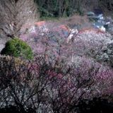 満開の紅梅白梅が楽しめる東京の梅名所、京王百草園の見晴台から眺める梅林