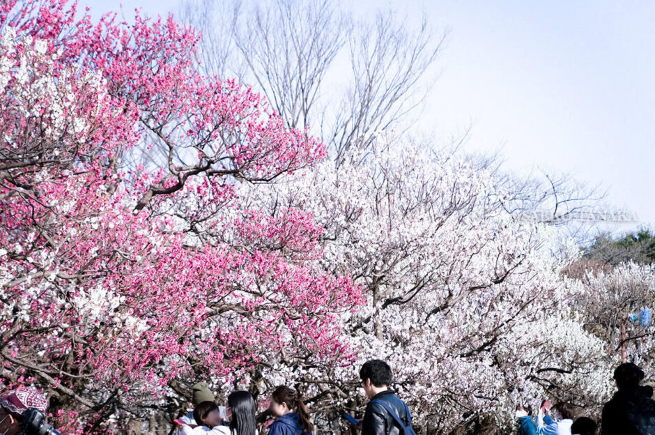 満開の紅梅白梅が楽しめる東京の梅名所、府中市郷土の森博物館の梅園(梅林)