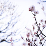 満開の紅梅白梅が楽しめる東京の梅名所、府中市郷土の森博物館の梅園(梅林)の梅