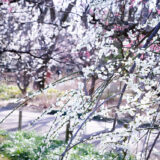 満開の紅梅白梅が楽しめる東京の梅名所、府中市郷土の森博物館の梅園(梅林)