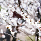 満開の紅梅白梅が楽しめる東京の梅名所、府中市郷土の森博物館の梅園(梅林)の梅