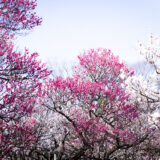 満開の紅梅白梅が楽しめる東京の梅名所、府中市郷土の森博物館の梅園(梅林)