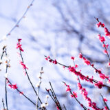 満開の紅梅白梅が楽しめる東京の梅名所、谷保天満宮にある