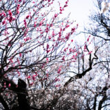 満開の紅梅白梅が楽しめる東京の梅名所、谷保天満宮にある