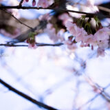 満開の紅梅白梅が楽しめる東京の梅名所、谷保天満宮の最寄り駅・谷保駅の桜