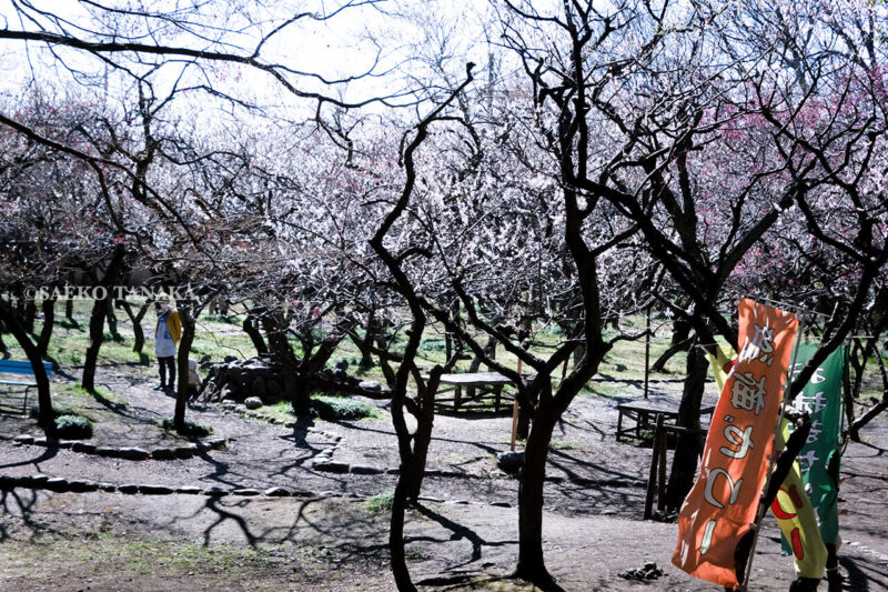 満開の紅梅白梅が楽しめる東京の梅名所、谷保天満宮にある梅林