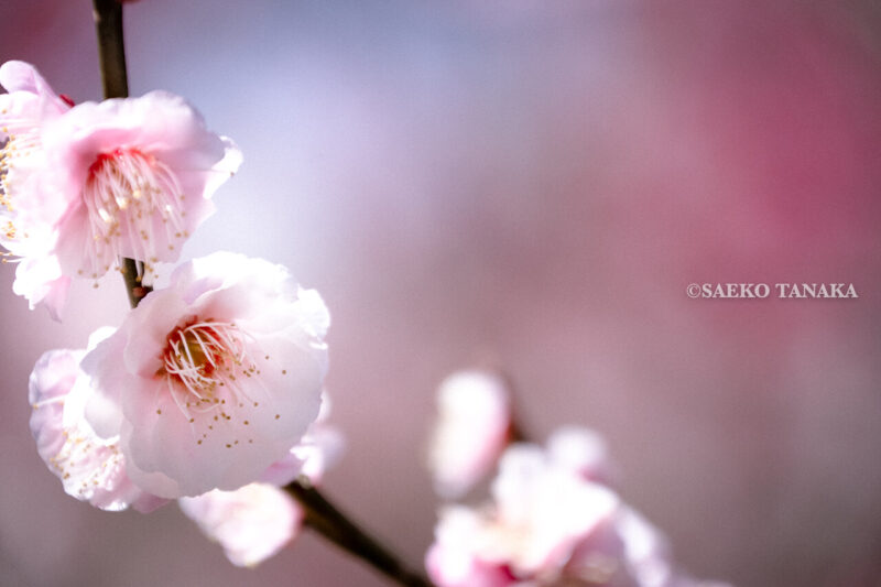 満開の紅梅白梅が楽しめる東京の梅名所、神代植物公園にあるうめ園の梅