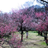 満開の紅梅白梅が楽しめる東京の梅名所、神代植物公園にあるうめ園