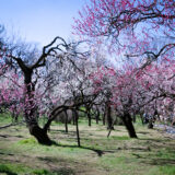 満開の紅梅白梅が楽しめる東京の梅名所、神代植物公園にあるうめ園
