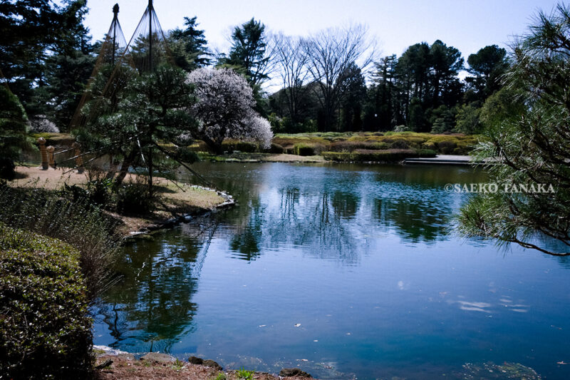 満開の紅梅白梅が楽しめる東京の梅名所、神代植物公園にあるつつじ園付近の池泉