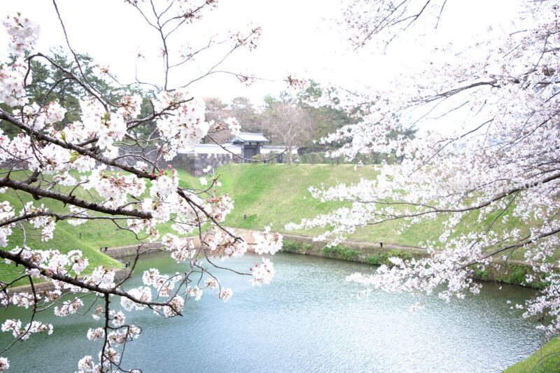満開のソメイヨシノ・ヤマザクラなどが楽しめる東京の桜名所、千鳥ヶ淵公園