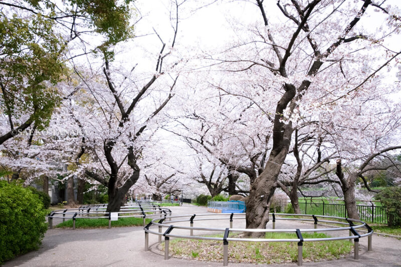 満開のソメイヨシノ・ヤマザクラなどが楽しめる東京の桜名所、千鳥ヶ淵公園