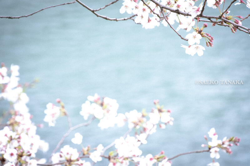 満開のソメイヨシノ・ヤマザクラなどが楽しめる東京の桜名所、千鳥ヶ淵公園の桜