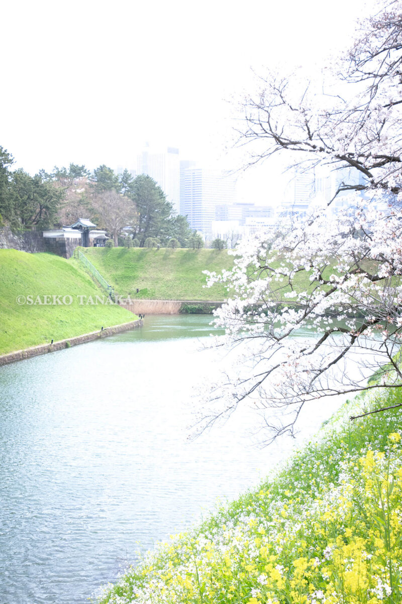 満開のソメイヨシノ・ヤマザクラなどが楽しめる東京の桜名所、千鳥ヶ淵公園の桜と菜の花