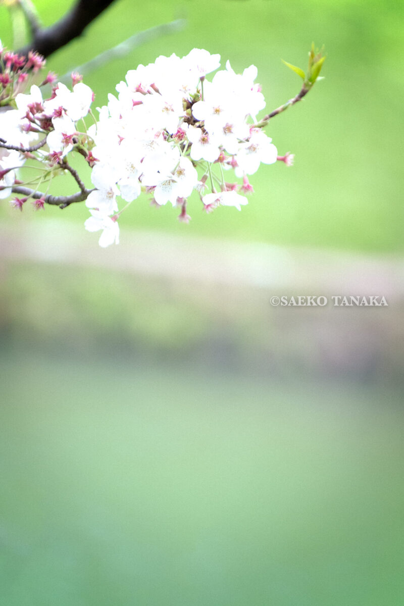 満開のソメイヨシノ・ヤマザクラなどが楽しめる東京の桜名所、千鳥ヶ淵公園の桜
