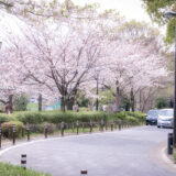 満開のソメイヨシノなどが楽しめる東京の桜名所、千鳥ヶ淵緑道